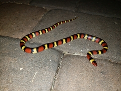 Lampropeltis elapsoides