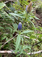 Gentiana andrewsii
