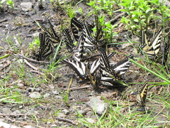 Papilio eurymedon