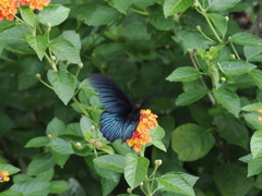 Papilio memnon heronus
