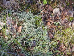 Cladonia