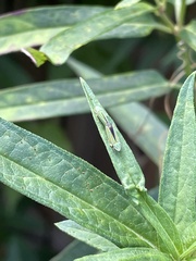 Graphocephala versuta