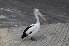 Pelecanus conspicillatus