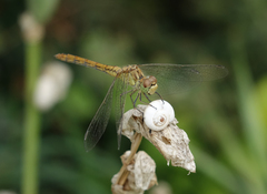 Xeropicta derbentina