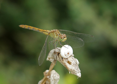 Xeropicta derbentina