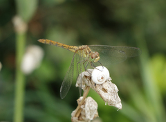 Xeropicta derbentina