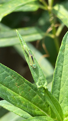 Graphocephala versuta