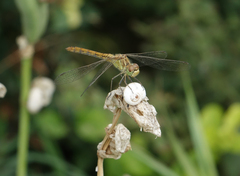 Xeropicta derbentina