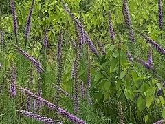 Liatris pycnostachya