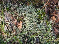 Cladonia