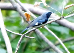 Setophaga caerulescens