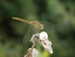 Xeropicta derbentina