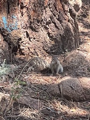 Callospermophilus lateralis lateralis