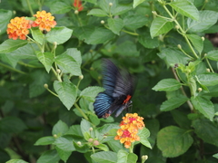 Papilio memnon heronus