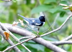 Setophaga caerulescens