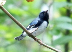 Setophaga caerulescens