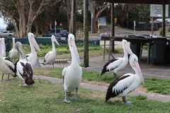 Pelecanus conspicillatus