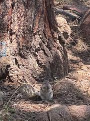 Callospermophilus lateralis lateralis