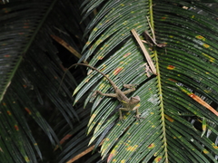 Diploderma swinhonis