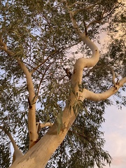 Eucalyptus camaldulensis
