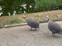 Numida meleagris domesticus