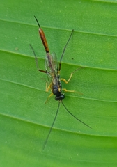 Campopleginae