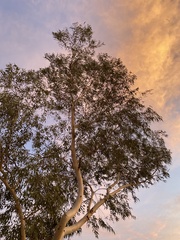 Eucalyptus camaldulensis