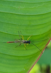 Campopleginae