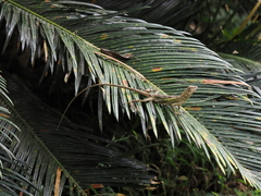 Diploderma swinhonis