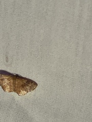 Leptostales ferruminaria