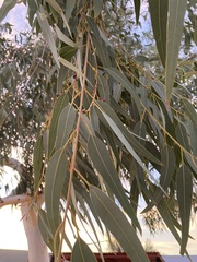 Eucalyptus camaldulensis
