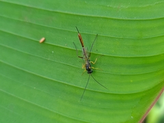 Campopleginae