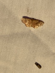 Leptostales ferruminaria