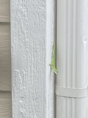 Anolis carolinensis