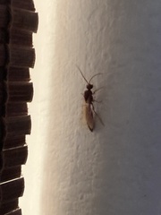 Brachycistidinae