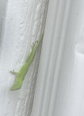 Anolis carolinensis