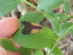 Pyromorpha dimidiata