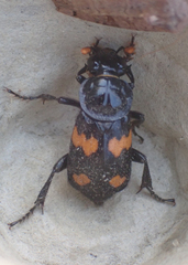 Nicrophorus orbicollis