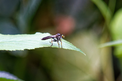 Ommatiini