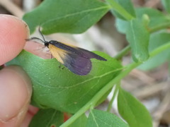 Pyromorpha dimidiata