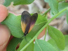 Pyromorpha dimidiata