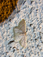 Chlorochlamys appellaria