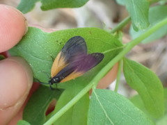 Pyromorpha dimidiata