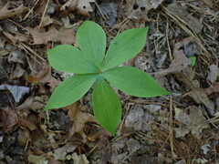 Medeola virginiana