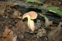 Lanmaoa pseudosensibilis
