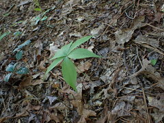 Medeola virginiana