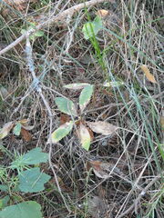 Lysimachia europaea
