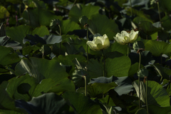 Nelumbo lutea