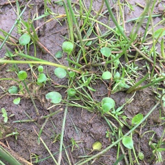 Ranunculus bonariensis trisepalus