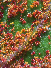 Synchytrium australe